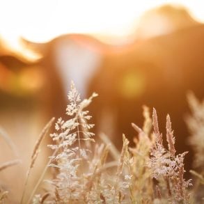 Grass, cow, sunset