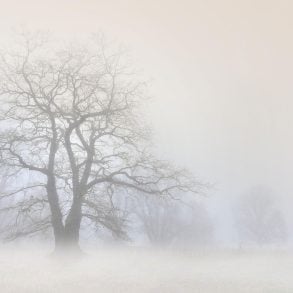 Large tree among fog