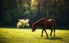 Horse with tack in field