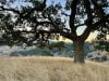 Big, beautiful tree on autumn grassy hill