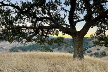 Big, beautiful tree on autumn grassy hill