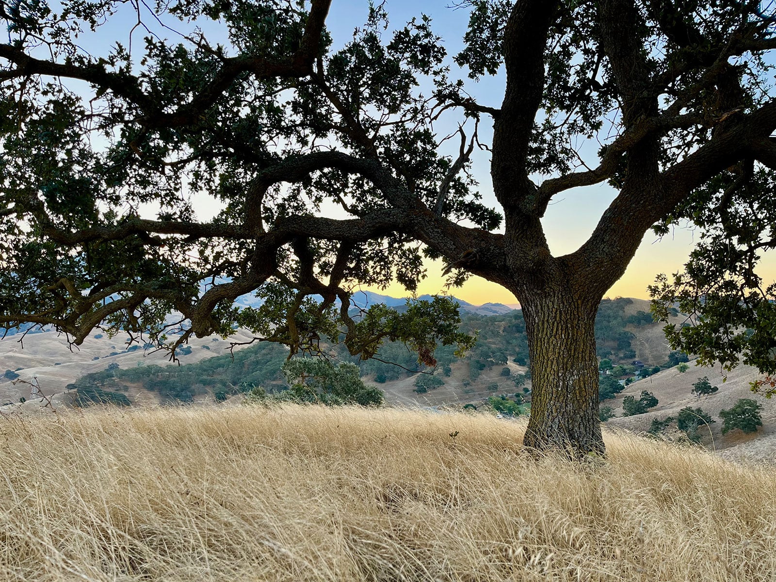 Big, beautiful tree on autumn grassy hill