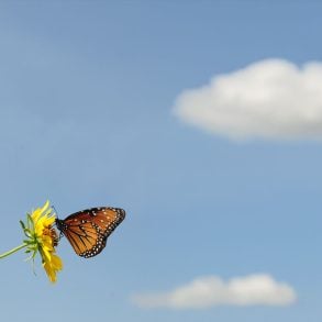 Monarch butterfly on a canvas of blue sky and clouds