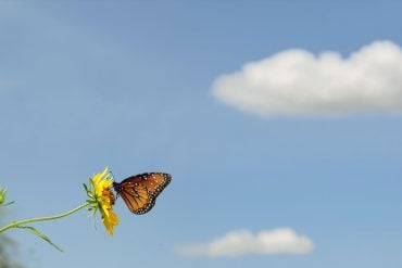 Monarch butterfly on a canvas of blue sky and clouds