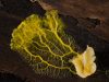 Slime mold