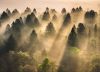 Evergreens in morning light