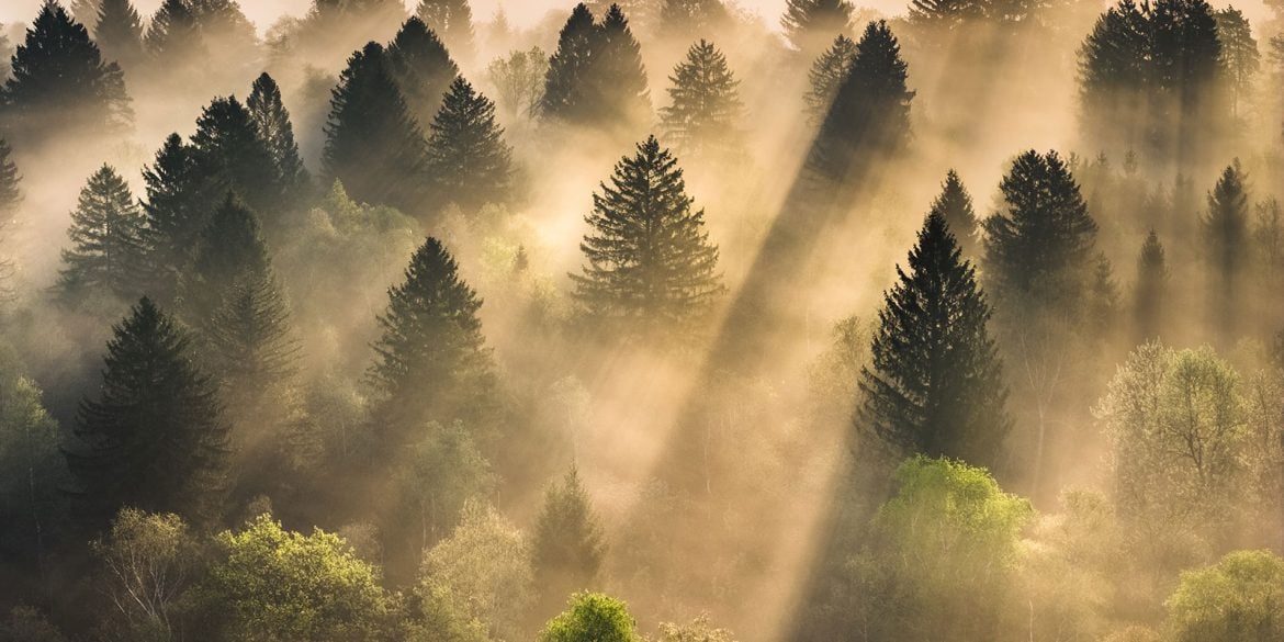 Evergreens in morning light