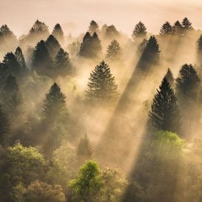 Evergreens in morning light