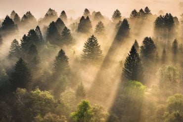 Evergreens in morning light