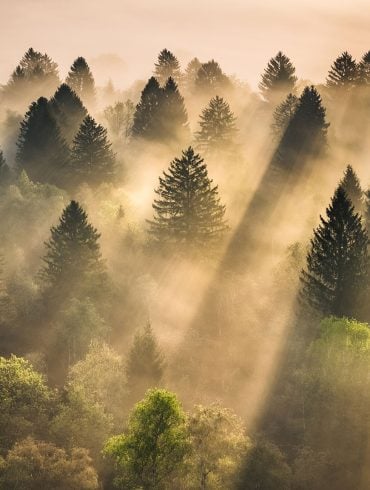 Evergreens in morning light