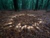 Fairy ring