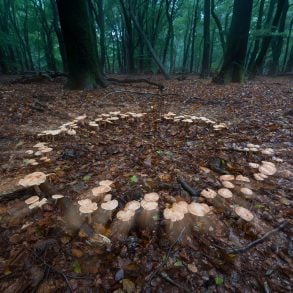 Fairy ring