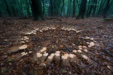 Fairy ring