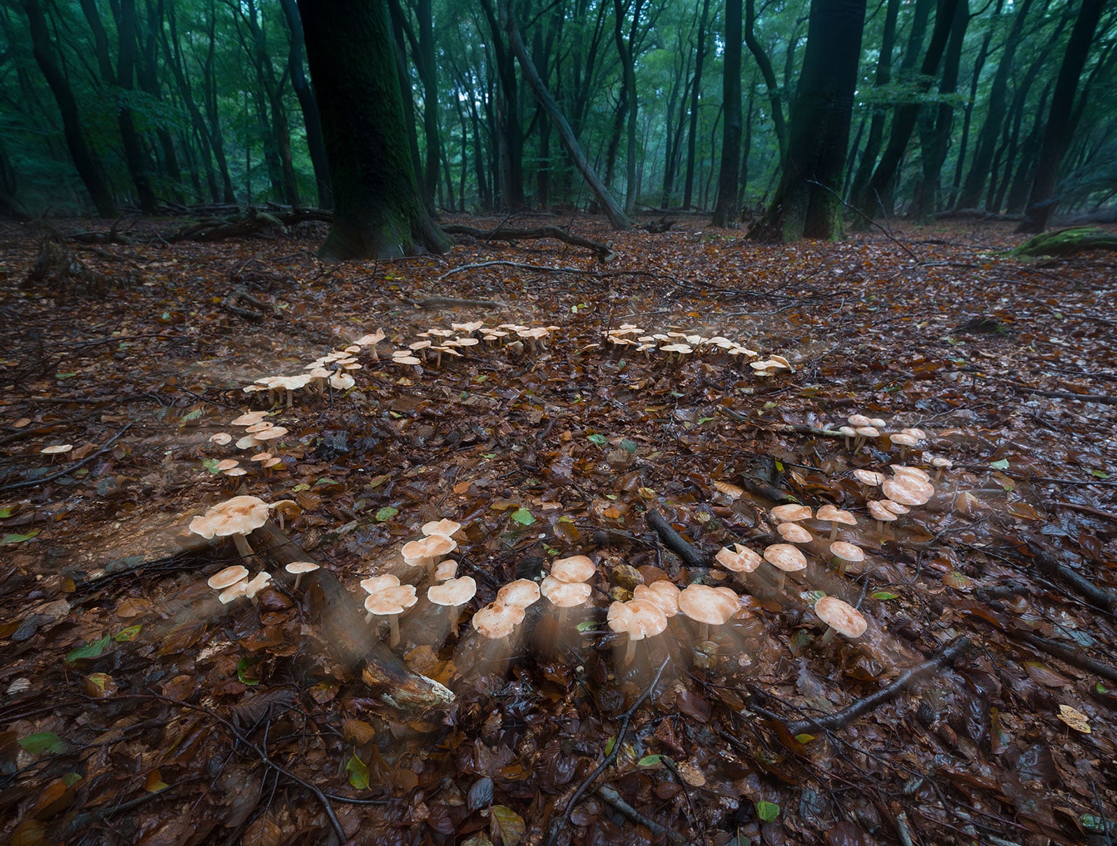 Fairy ring