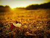 Feather on dewey autumn ground at sunrise