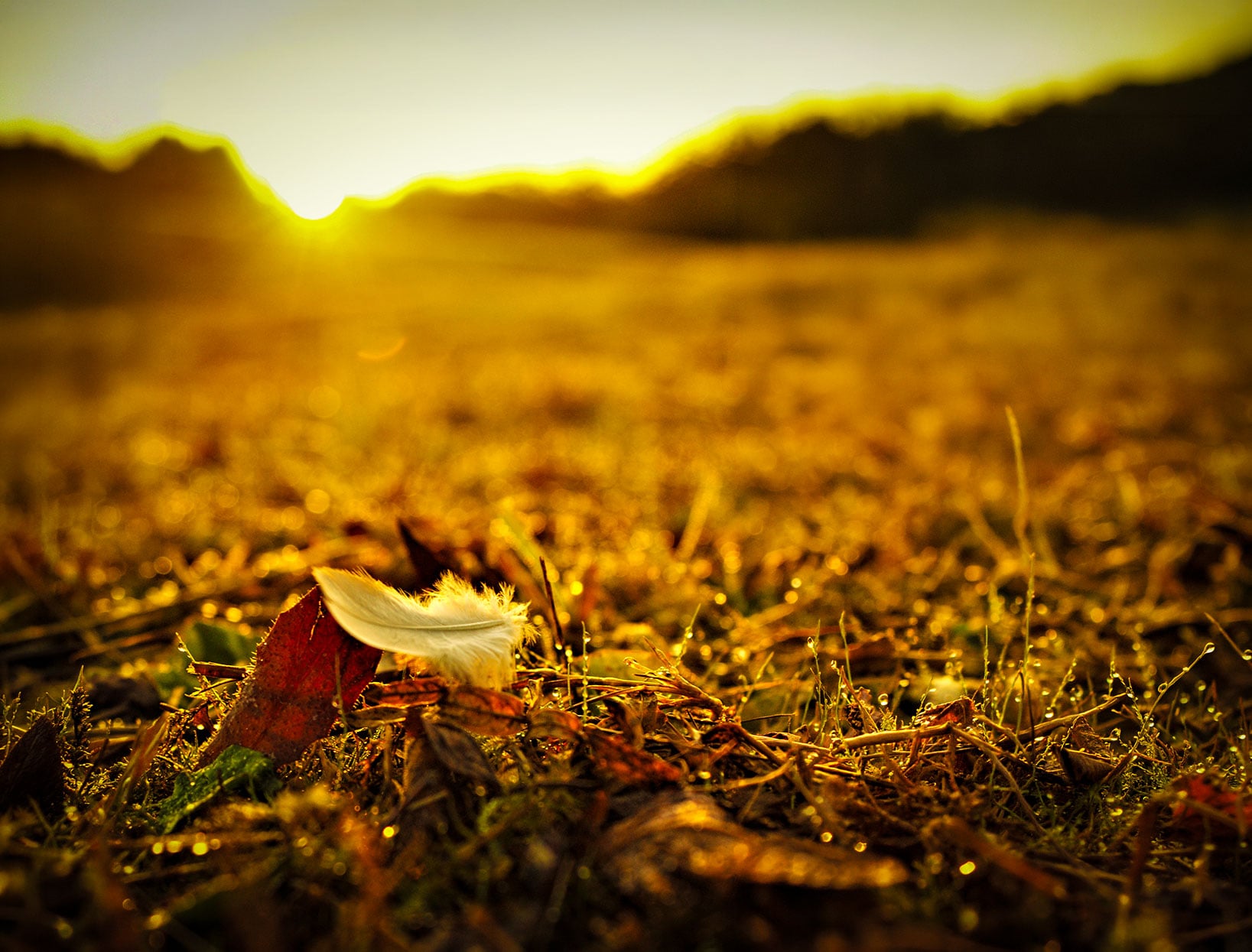 Feather on dewey autumn ground at sunrise