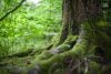 Tree trunk with green moss