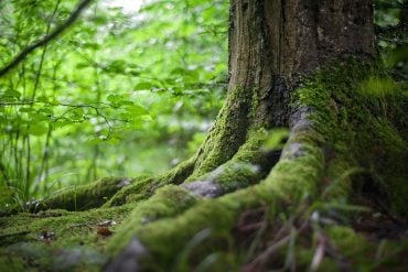 Tree trunk with green moss
