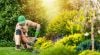 Male gardener working in golden afternoon light