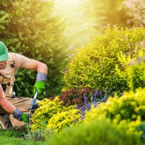 Male gardener working in golden afternoon light