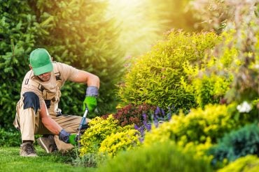 Male gardener working in golden afternoon light