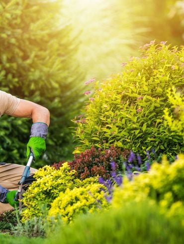 Male gardener working in golden afternoon light