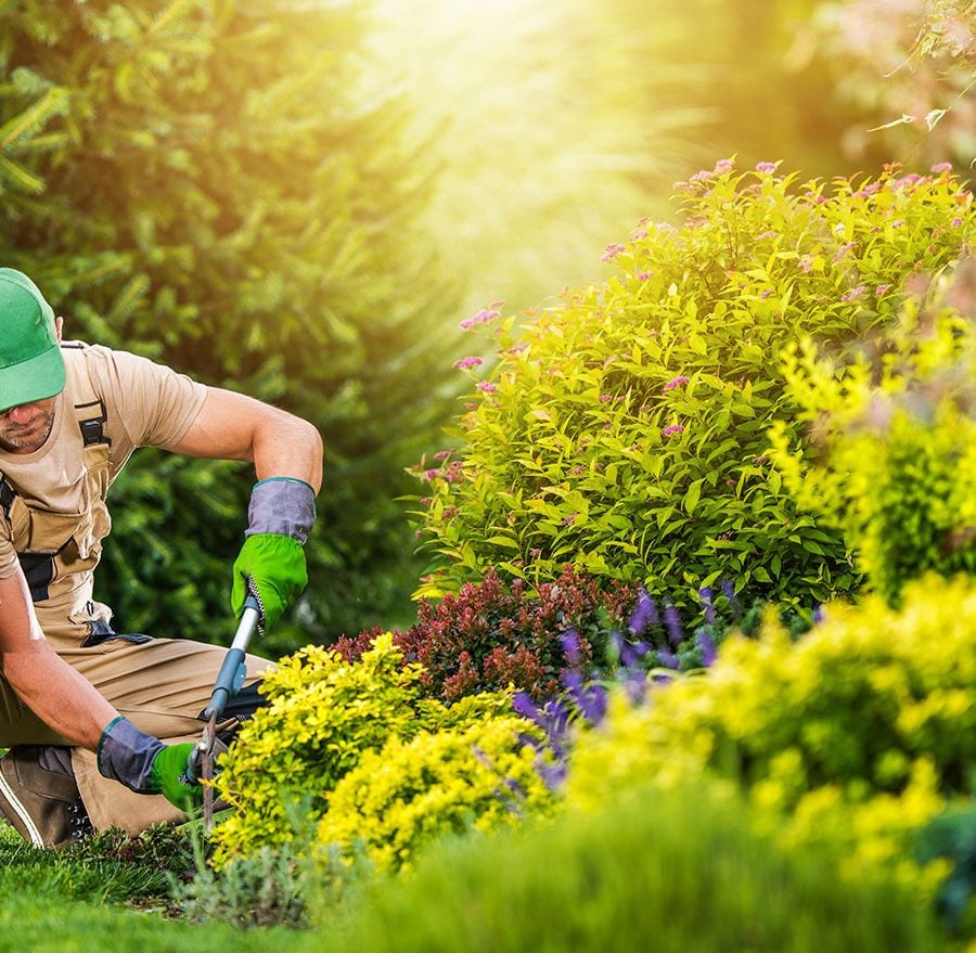 Male gardener working in golden afternoon light