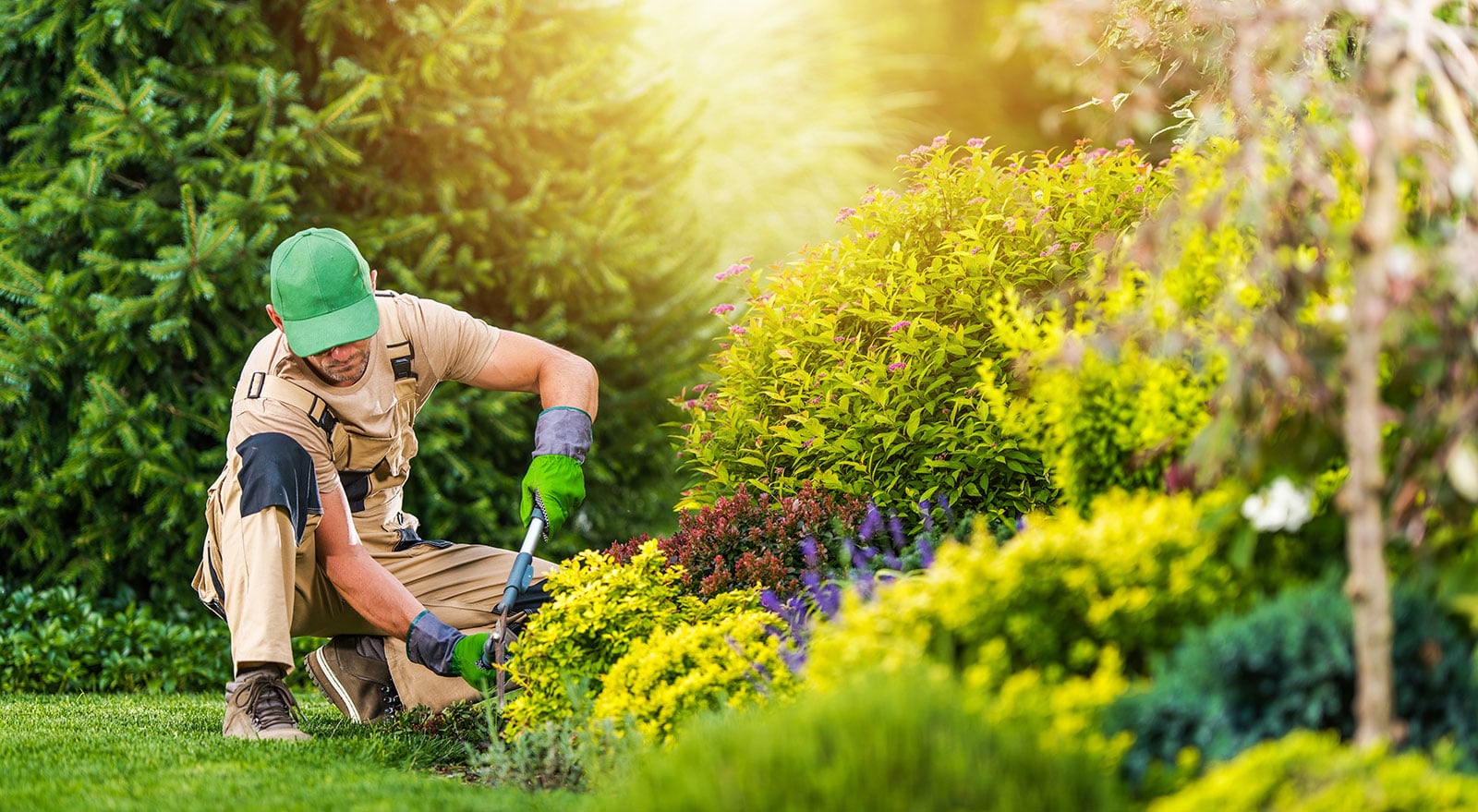 Male gardener working in golden afternoon light