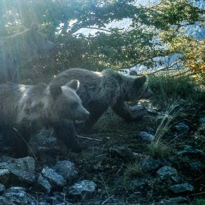 Bears photographed on a camera trap in Prespa, Greece