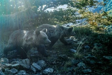Bears photographed on a camera trap in Prespa, Greece