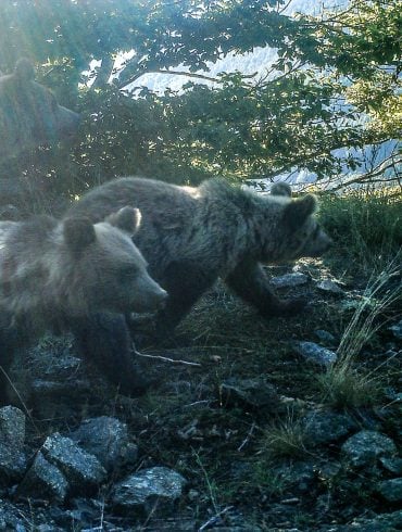Bears photographed on a camera trap in Prespa, Greece