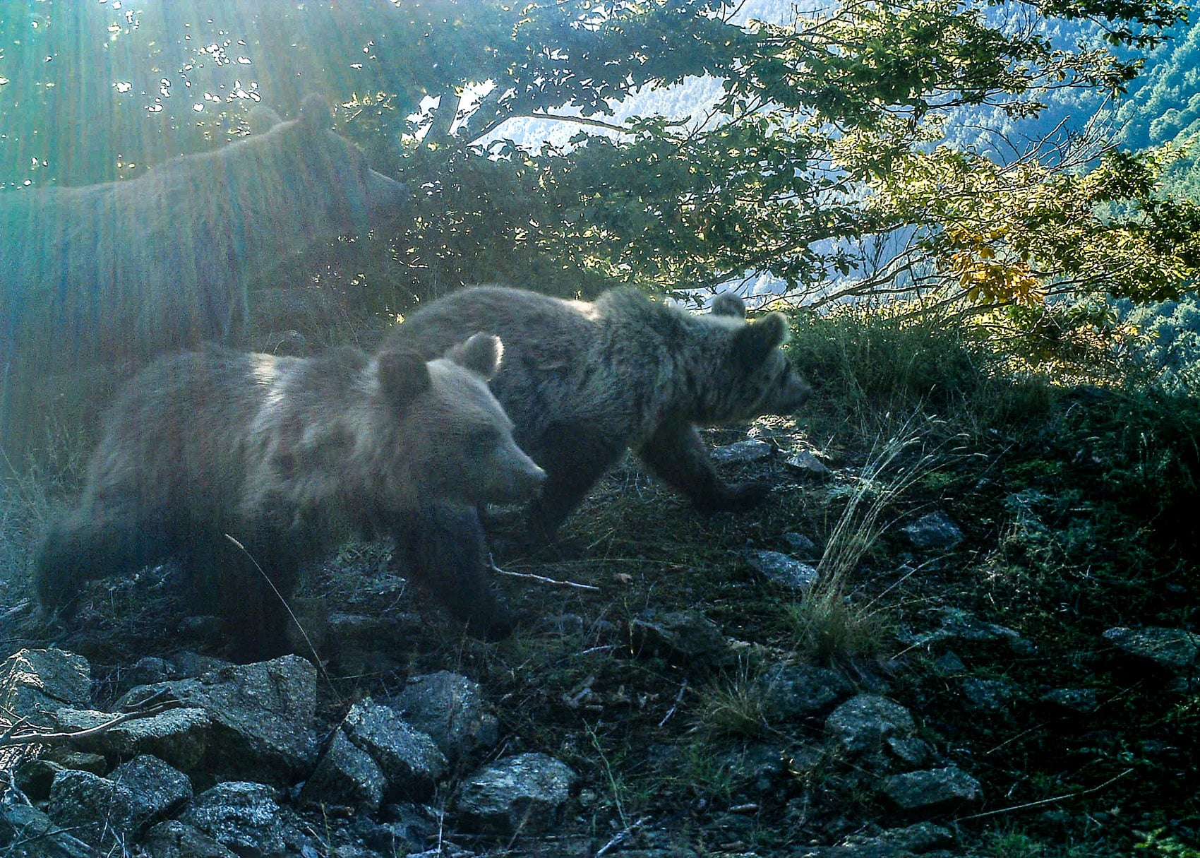 Bears photographed on a camera trap in Prespa, Greece