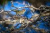Ruby-crowned kinglet