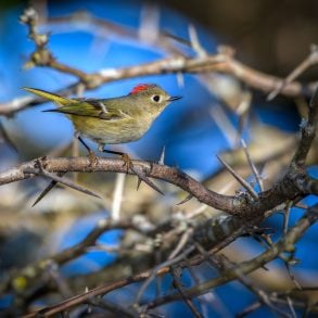 Ruby-crowned kinglet