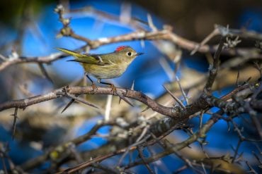 Ruby-crowned kinglet