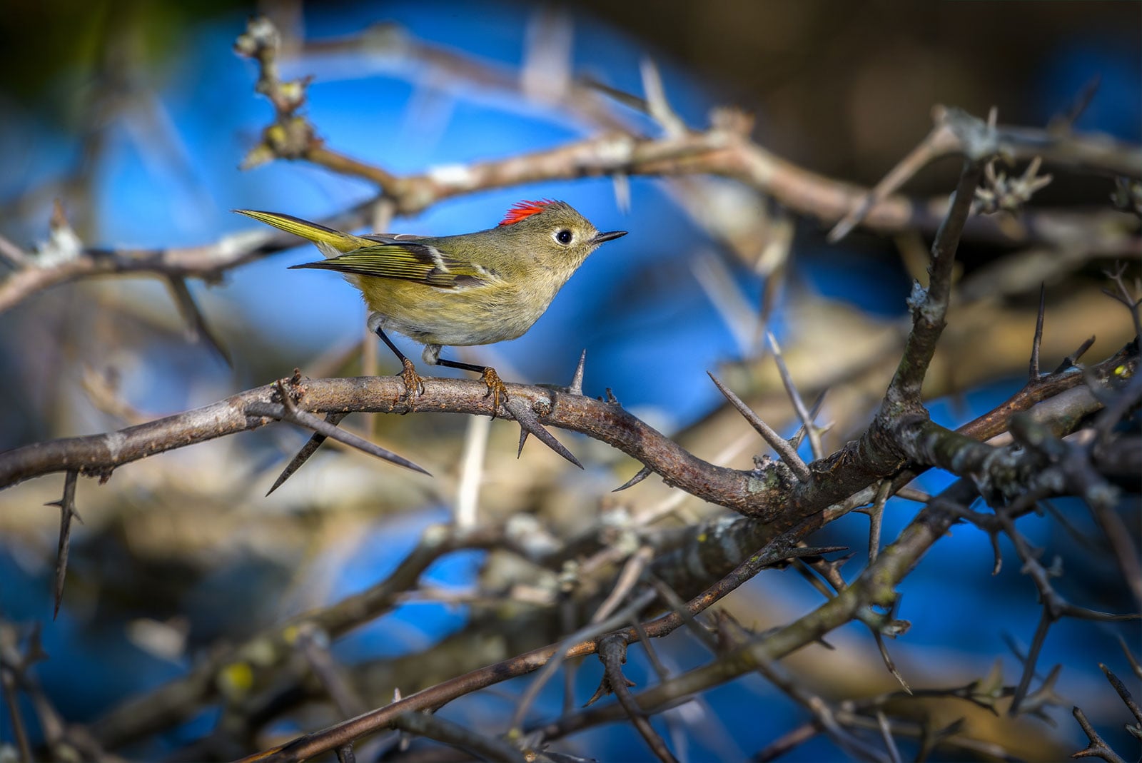 Ruby-crowned kinglet