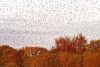 Starlings in autumn flight