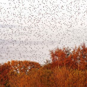 Starlings in autumn flight