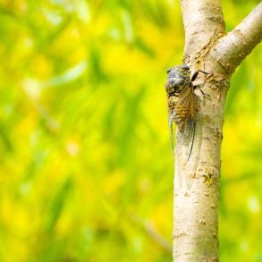 Cicada on tree branch