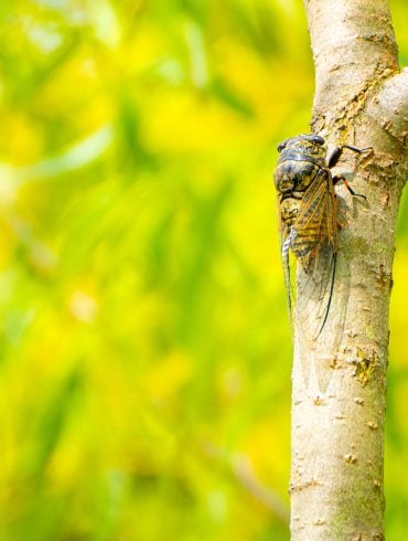 Cicada on tree branch