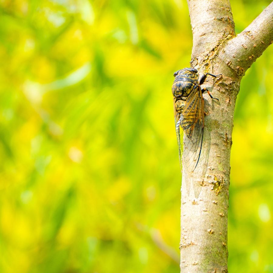 Cicada on tree branch
