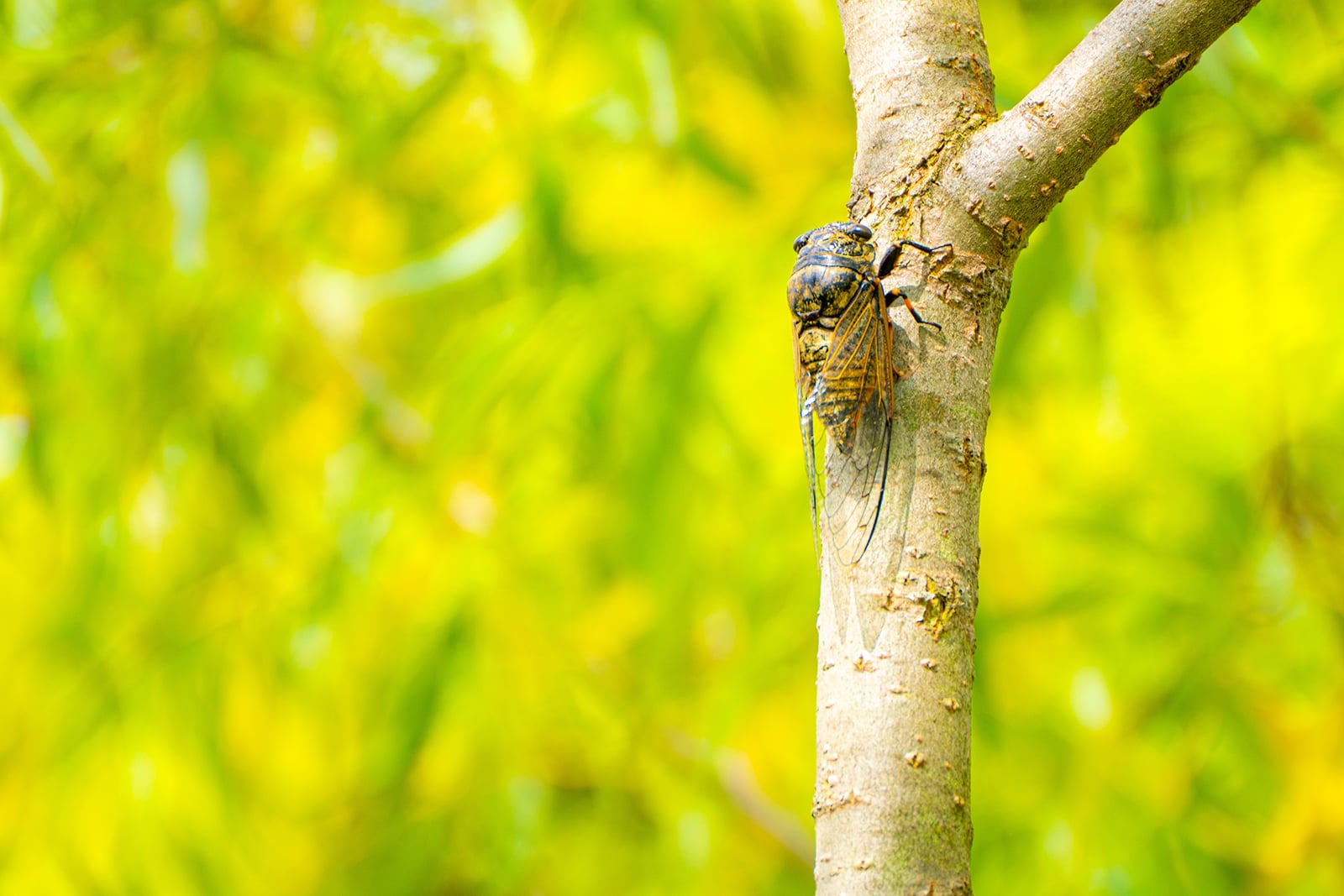 Cicada on tree branch