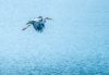 Great blue heron flying over water