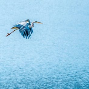 Great blue heron flying over water