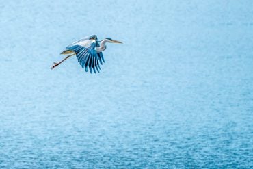 Great blue heron flying over water