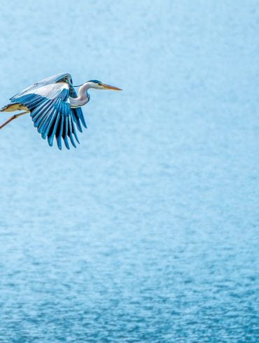 Great blue heron flying over water