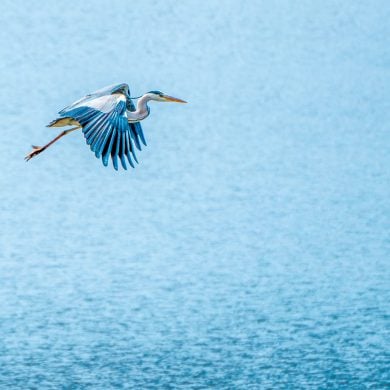 Great blue heron flying over water