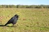 Singing crow