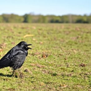 Singing crow
