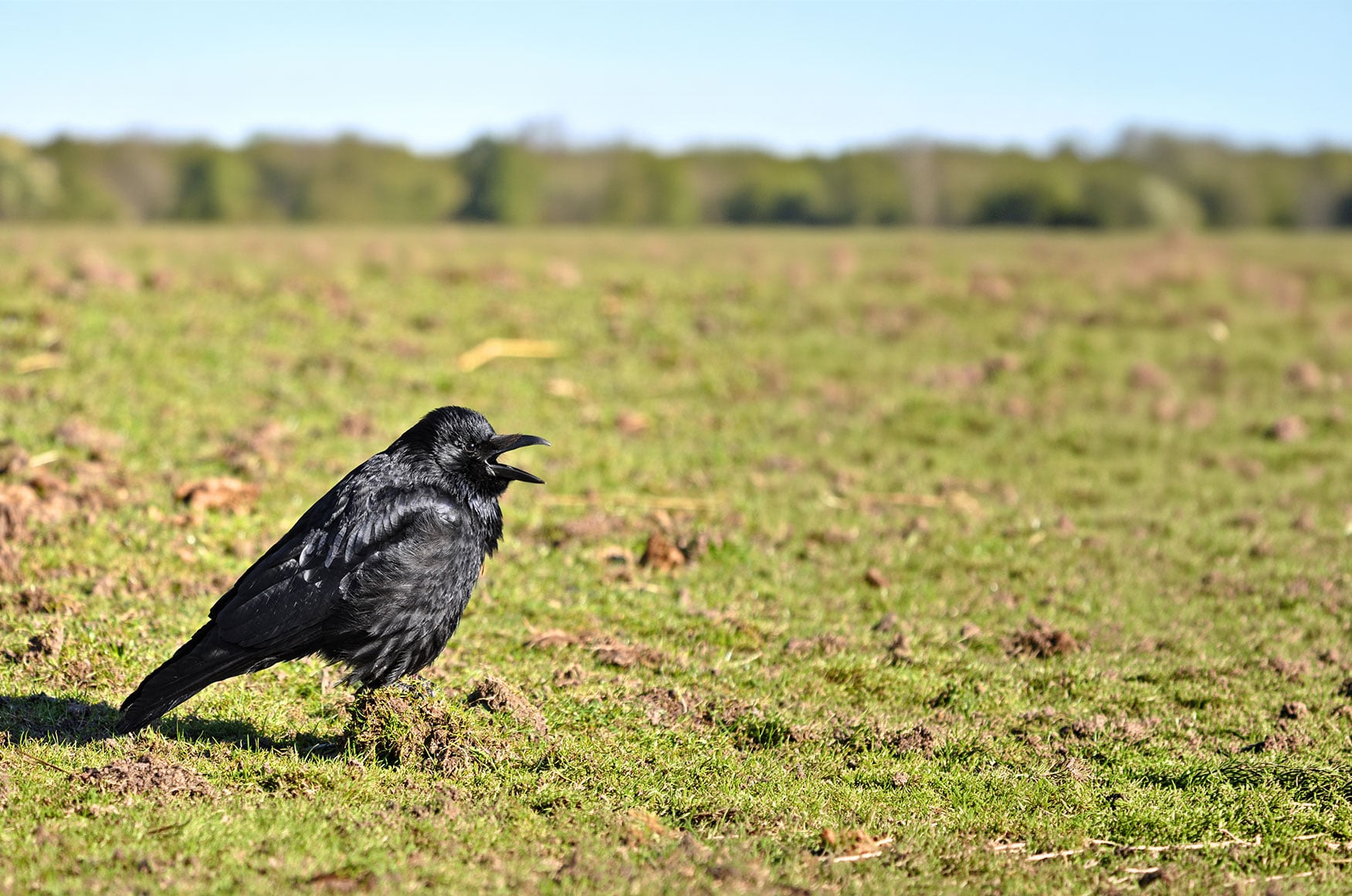 Singing crow